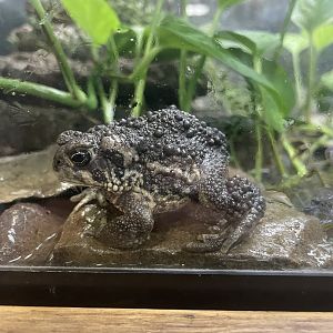 Wyoming Toad