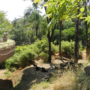 Gorilla exhibit (feeding time) - Belo Horizonte zoo
