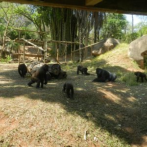 Gorilla family - Belo Horizonte zoo