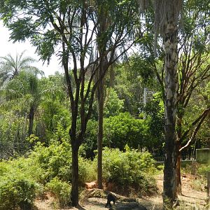 Gorilla exhibit - Belo Horizonte zoo