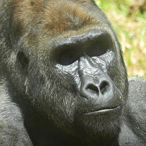 "Leon" - Belo Horizonte zoo