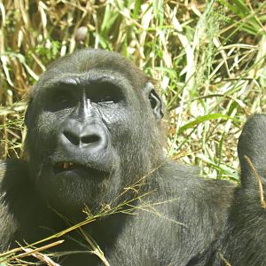 "Jahari" - Belo Horizonte zoo
