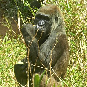 "Imbi" - Belo Horizonte zoo