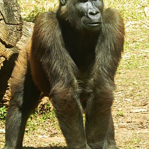 "Sawidi" - Belo Horizonte zoo