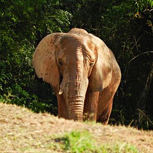 "Axé" - Belo Horizonte zoo