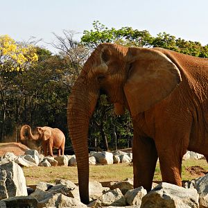 "Jamba" and "Axé" - Belo Horizonte zoo