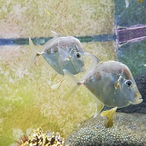 St. Lucie Aquarium - Lookdowns