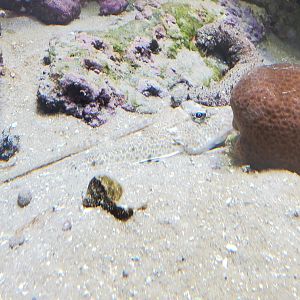 St. Lucie Aquarium - Leopard Searobin