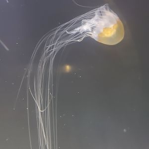 St. Lucie Aquarium - Bay Nettle