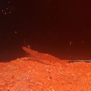 St. Lucie Aquarium - Farfantepenaeus Shrimp