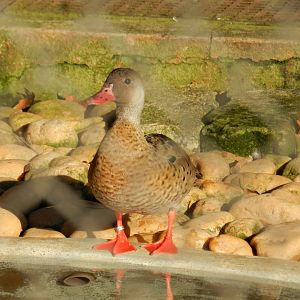 Brazilian teal - Belo Horizonte zoo