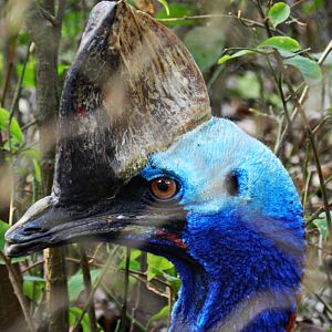 Southern cassowary - Belo Horizonte zoo