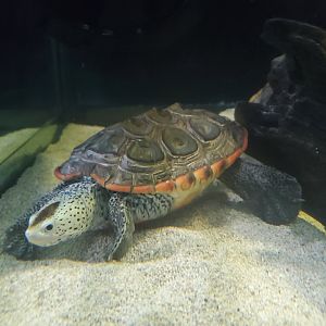 St. Lucie Aquarium - Tequesta Diamondback Terrapin