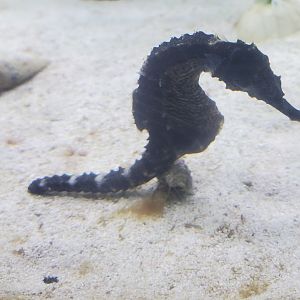 St. Lucie Aquarium - Lined Seahorse