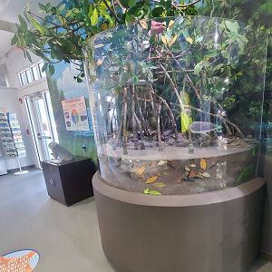 St. Lucie Aquarium - Mangrove model