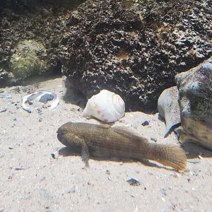 St. Lucie Aquarium - Frillfin