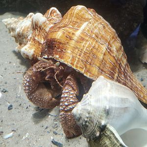 St. Lucie Aquarium - Giant Hermit Crab