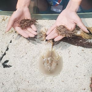 St. Lucie Aquarium - Petting sea hares