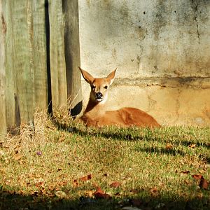 Marsh deer fawn - Belo Horizonte zoo