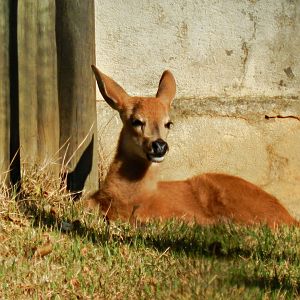 Marsh deer fawn - Belo Horizonte zoo