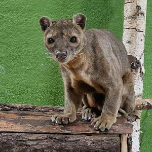 Fossa