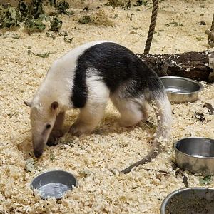 Southern Tamandua