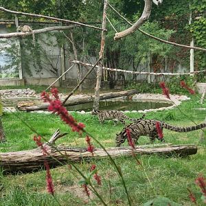 Clouded Leopard