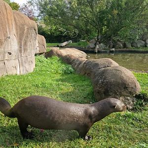 Giant Otter