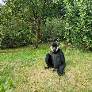 White-cheeked Gibbon