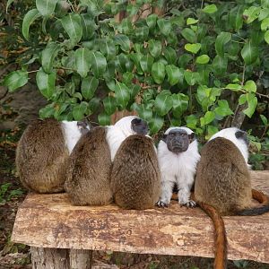 Pied Tamarin