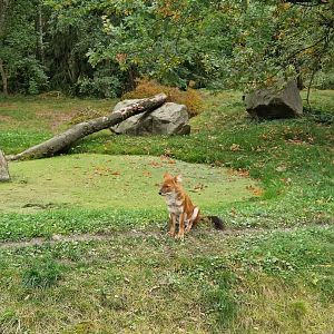 Chinese Dhole