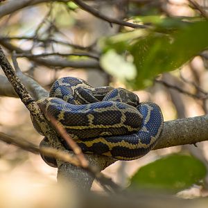 Coastal Carpet Python