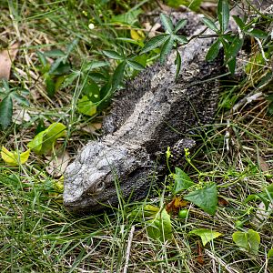 Eastern Bearded Dragon