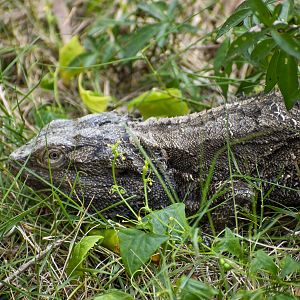 Eastern Bearded Dragon