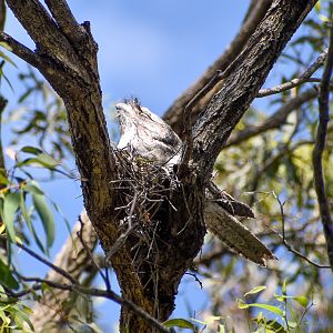 Tawny Frogmouth on nest