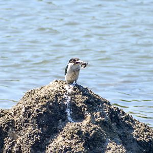 Torresian Kingfisher eating fiddler crab