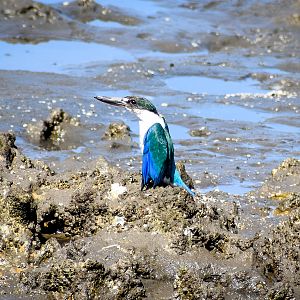 Torresian Kingfisher