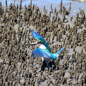 Torresian Kingfisher