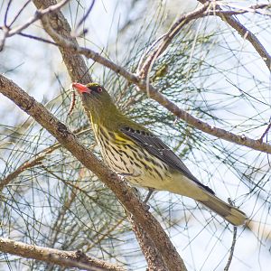 Olive-backed Oriole with caterpillar