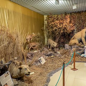 special exhibition about animal parents and their children