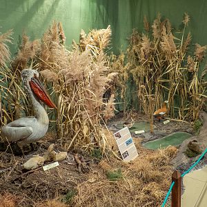 special exhibition about animal parents and their children