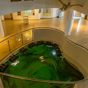 view downstairs to the aquarium