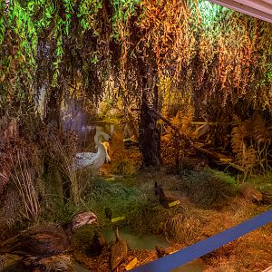 resident exhibition about the flora and fauna of the Danube Delta