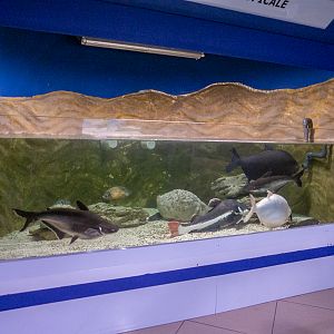 tank of Amazon river