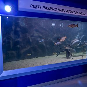 tank of "Peaceful fish from lakes and ponds"