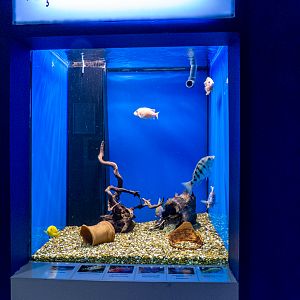 tank of cichlides