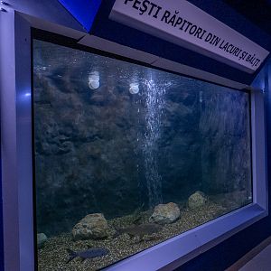 tank of "Predatory fish from lakes and ponds"