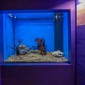 tank of Prussian carp