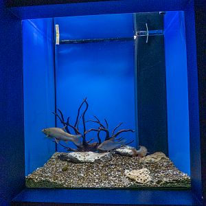 tank of Prussian carp