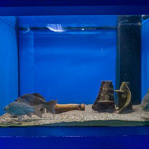 tank of crucian carp